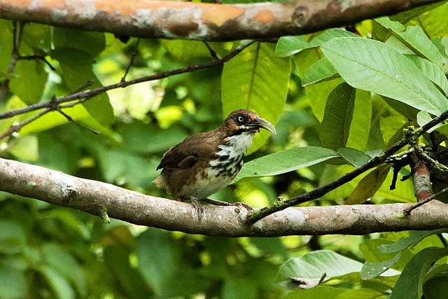 640px-Spot-breasted_scimitar_babbler